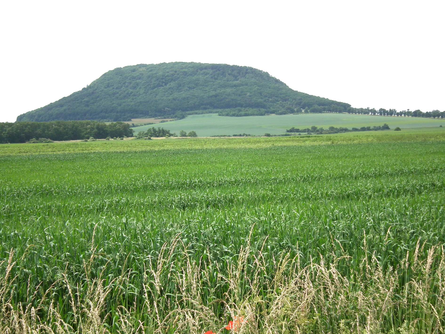 Říp 1