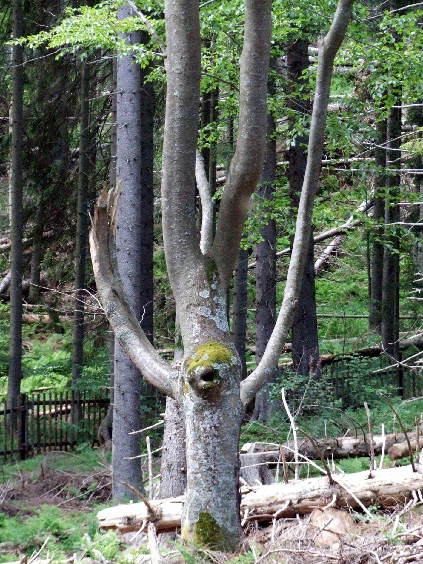 Boubín 032