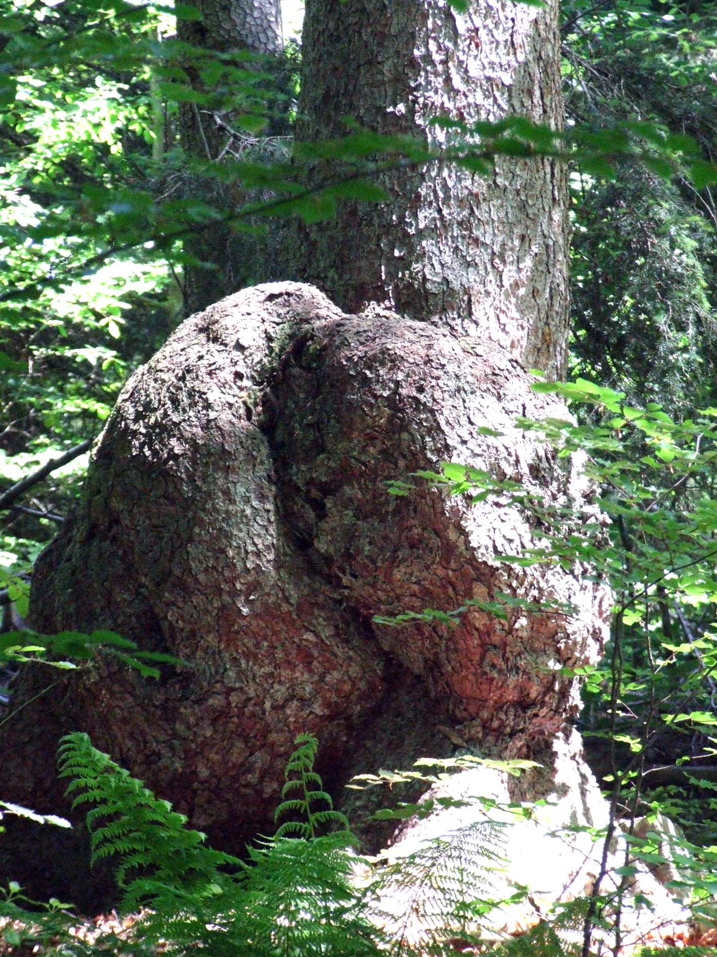Boubín 038